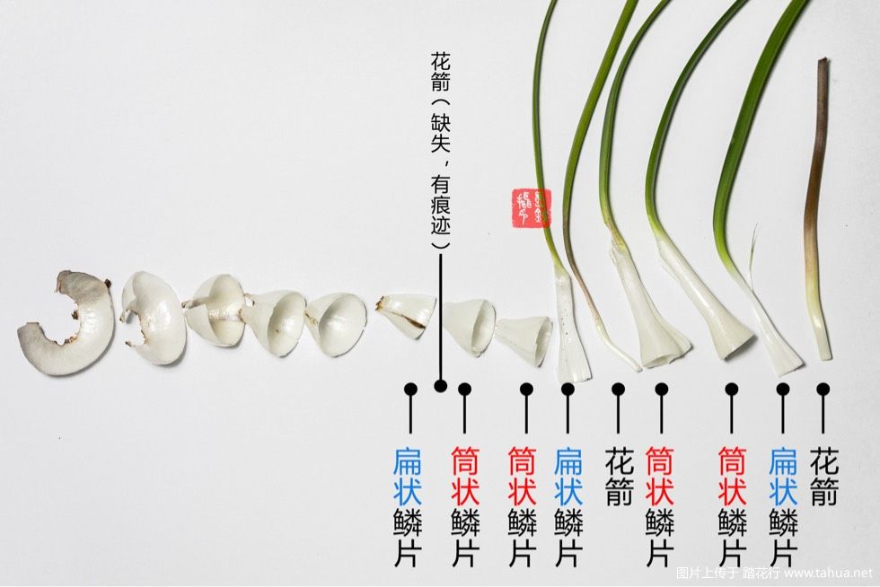 【转】风雨兰胖丽丽开花多规律，精心设计的开花历程