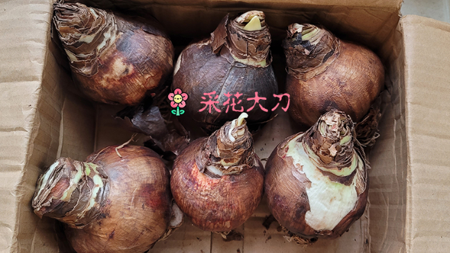 朱顶红种球上的老皮到底是扒还是不扒？最全的解释在此！