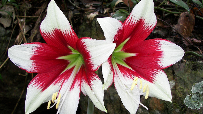 朱顶红不生根怎么办，别愁往这看