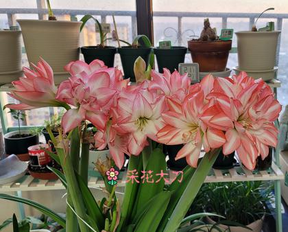 【花盆标签】花孔雀 | 朱顶红