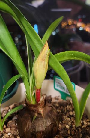 【花盆标签】气质美女 | 朱顶红