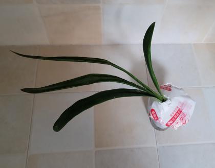 【花盆标签】伊瓜苏 (绿) | 朱顶红