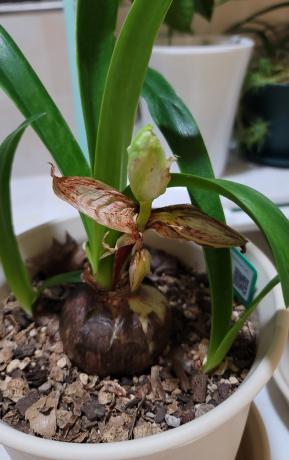 【花盆标签】气质美女 | 朱顶红