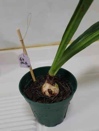 【花盆标签】伊瓜苏 (绿) | 朱顶红