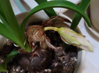 【花盆标签】气质美女 | 朱顶红