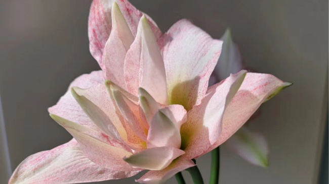 【花盆标签】气质美女 | 朱顶红