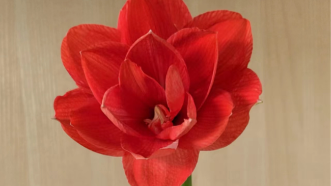 【花盆标签】天后 | 朱顶红