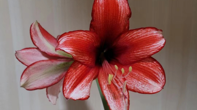 【花盆标签】星尘 | 朱顶红