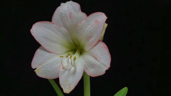 【花盆标签】俏江南 | 朱顶红