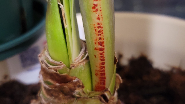 朱顶红花箭红了怎么办——兼谈红斑病的家庭养护处理